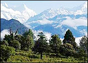 Chaukori