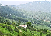 Chaubatia