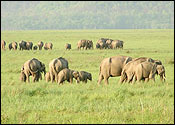 Jim Corbett National Park