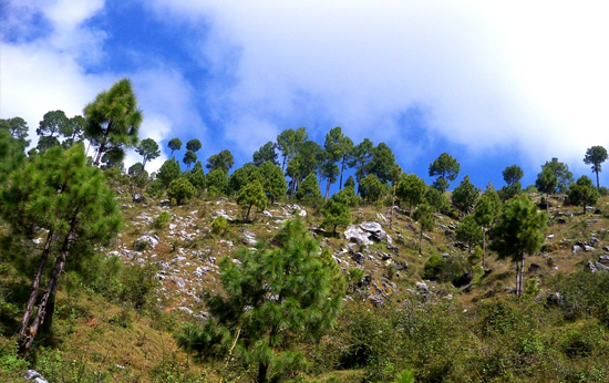 Ranikhet Travel