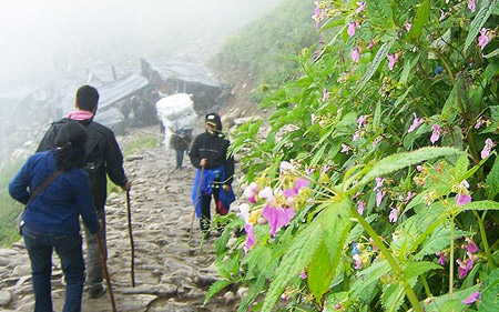 Valley of Flowers Trek